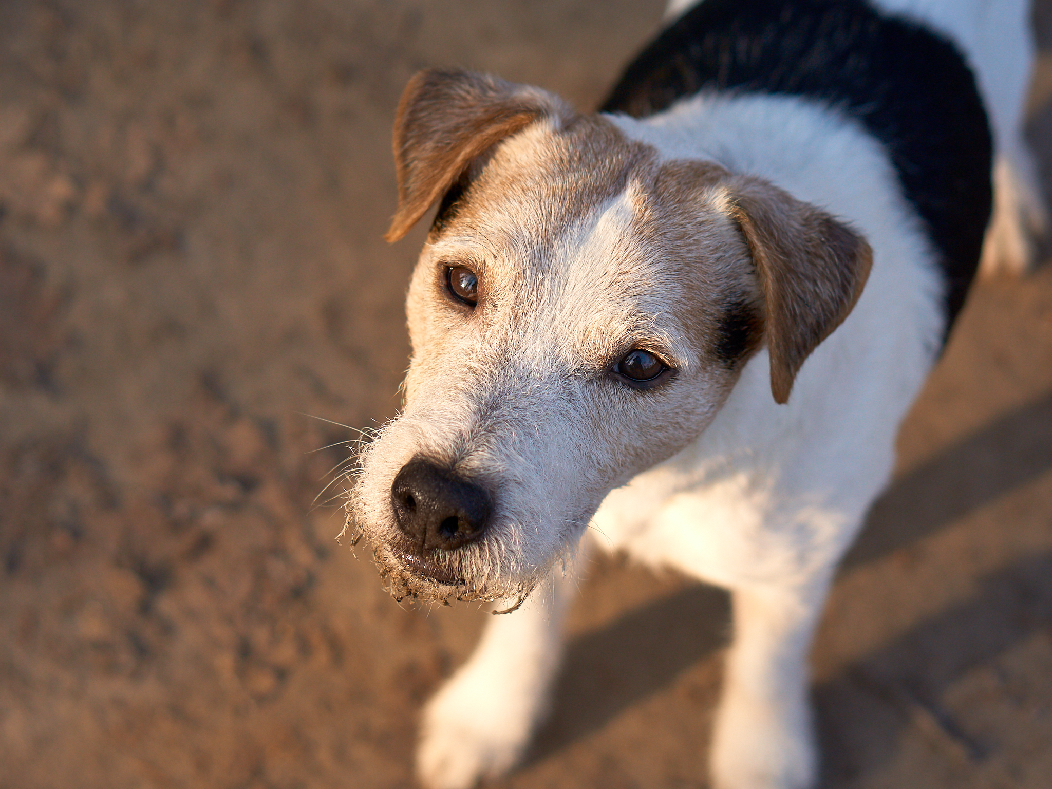 Jack Russell Terrier Deckrüde: Conquest Limit