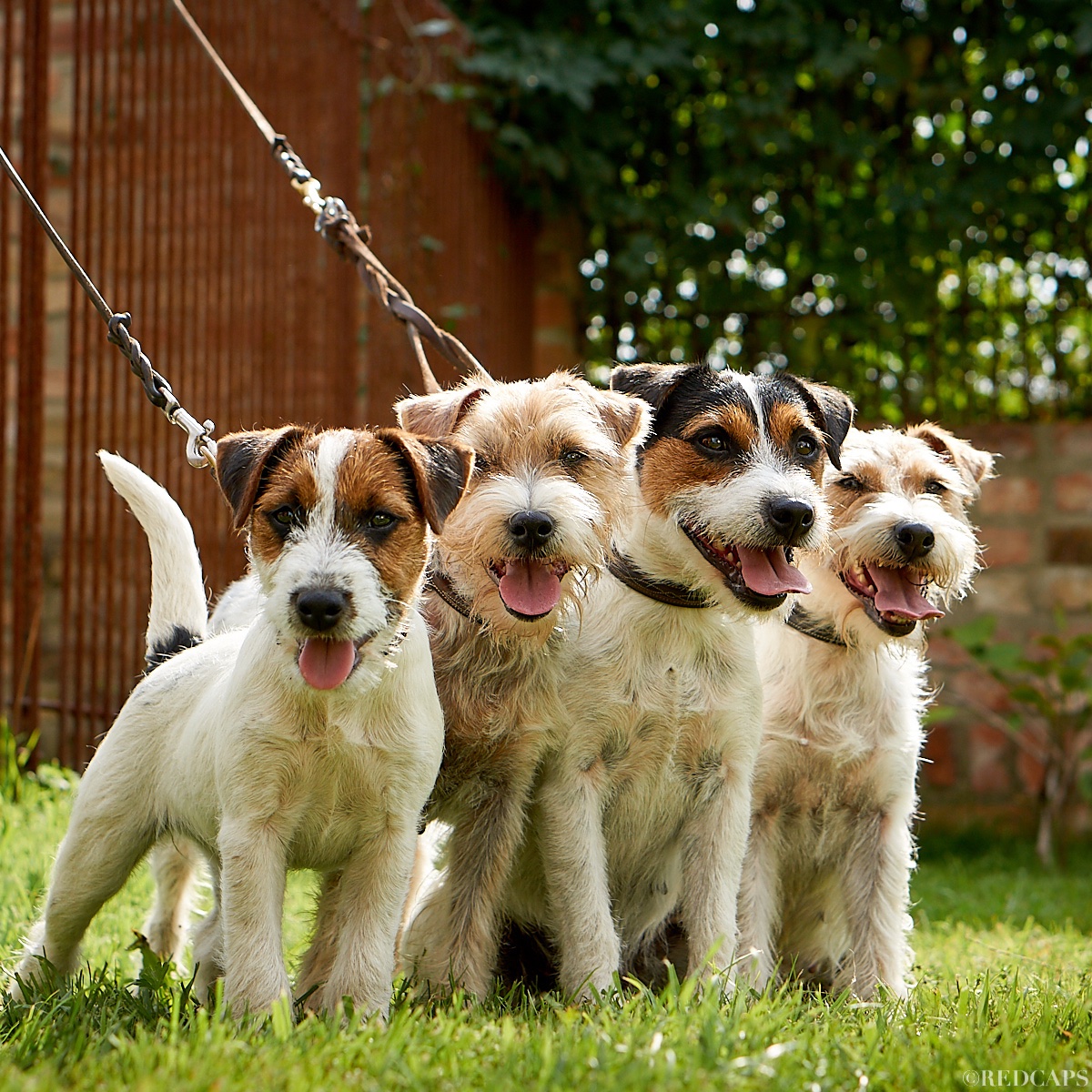 4 Generationen REDCAPS Parson (Jack) Russell Terrier 