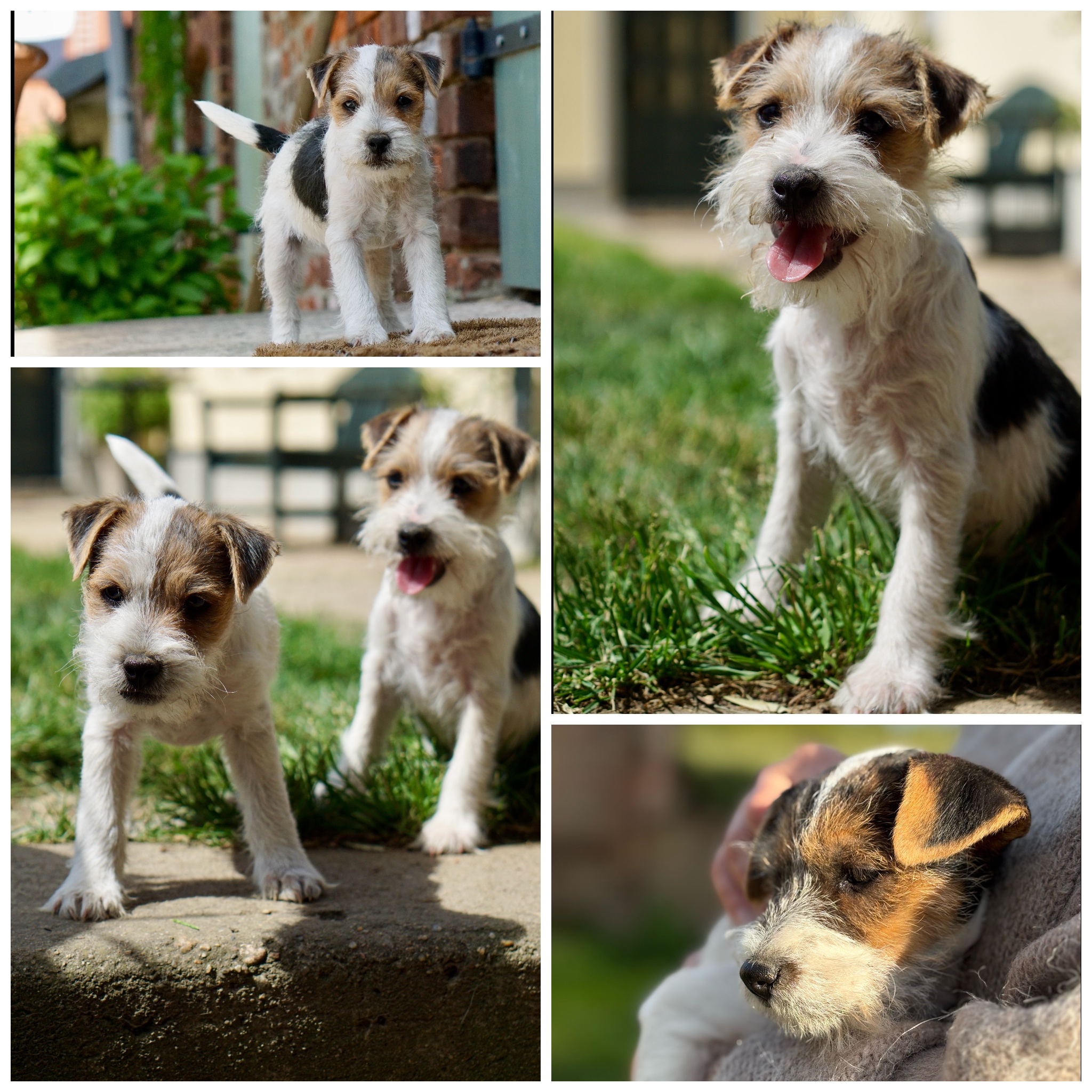 Parson Welpen - REDCAPS 2025